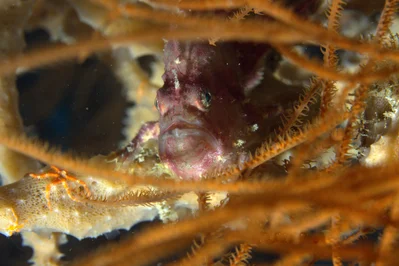 Abantennarius rosaceus - Coron, PH-PL, PH