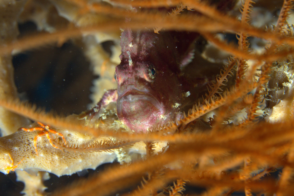 Abantennarius rosaceus - Coron, PH-PL, PH