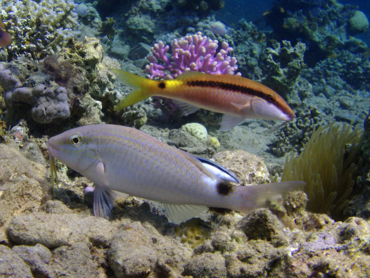 Rosy Goatfish