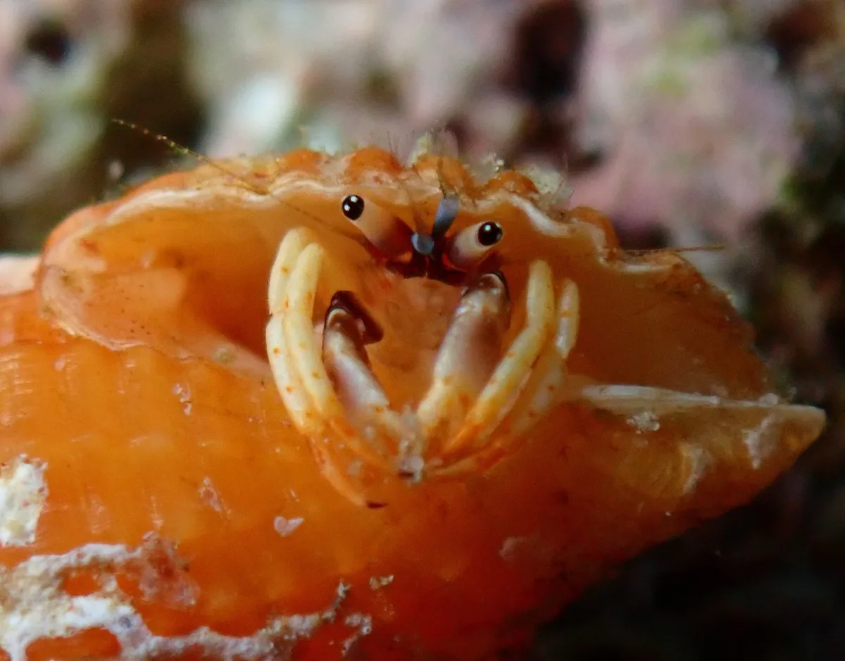 Rosy Hermit Crab