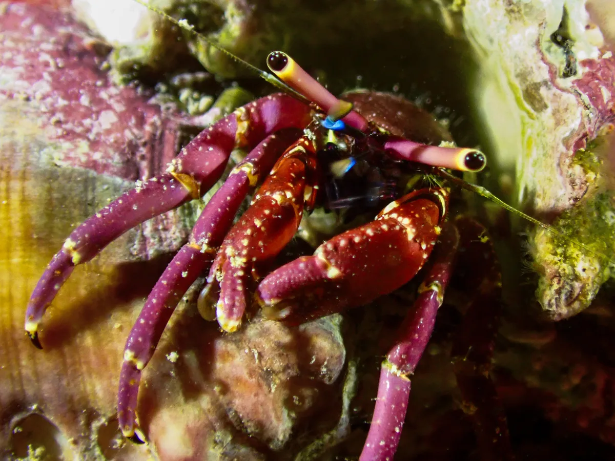 Rosy Hermit Crab