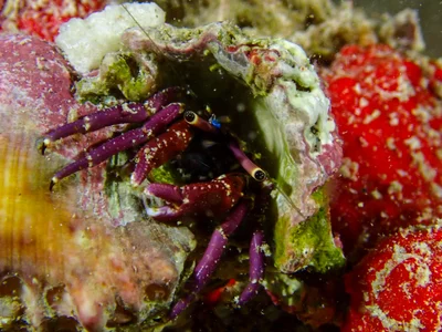 Rosy Hermit Crab