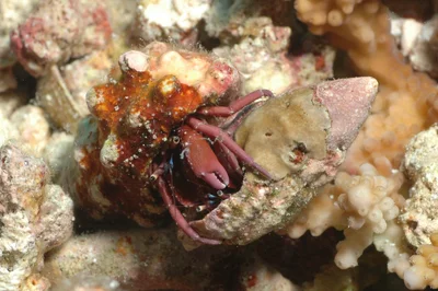 Calcinus rosaceus - Embudu, Maldives