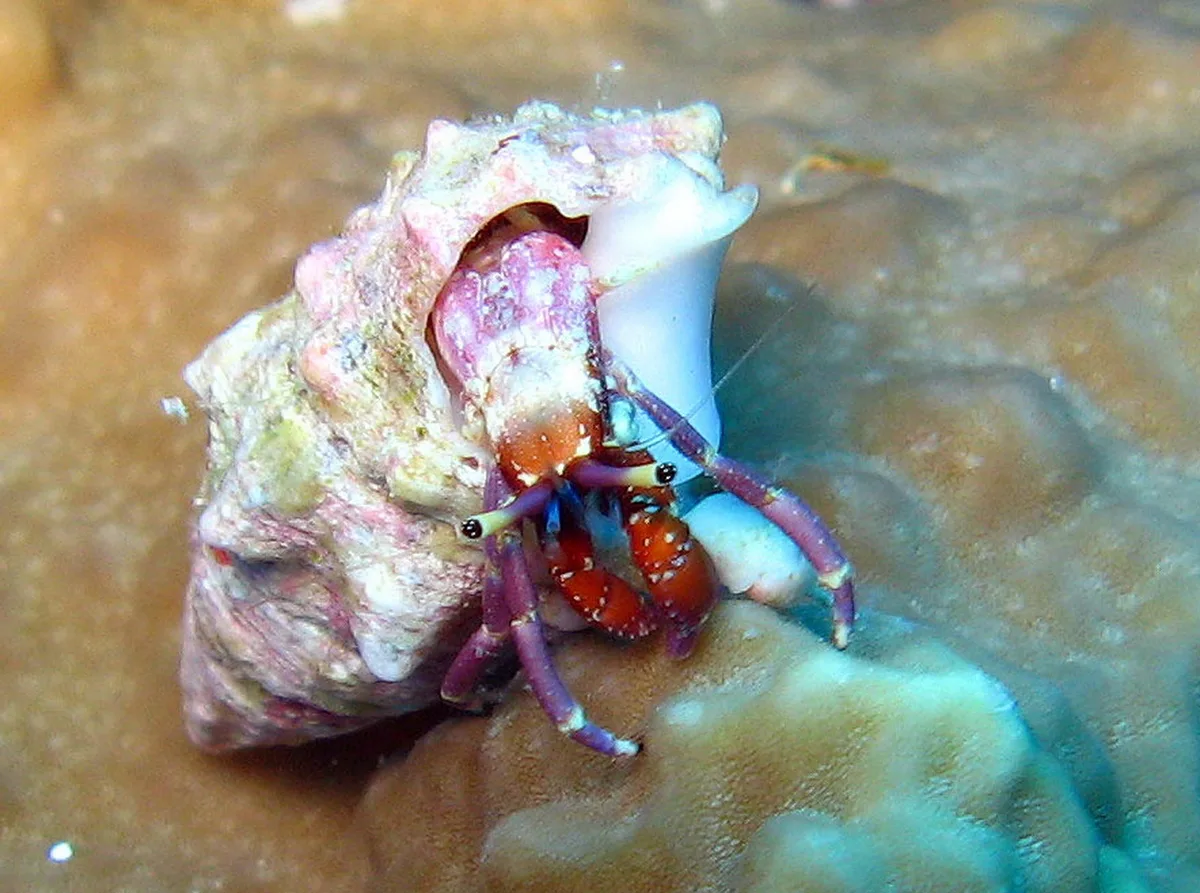 Calcinus rosaceus - Rocky Island, Egypte