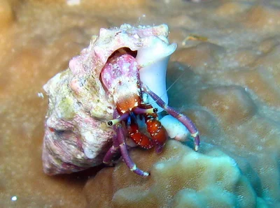 Calcinus rosaceus - Rocky Island, Egypte