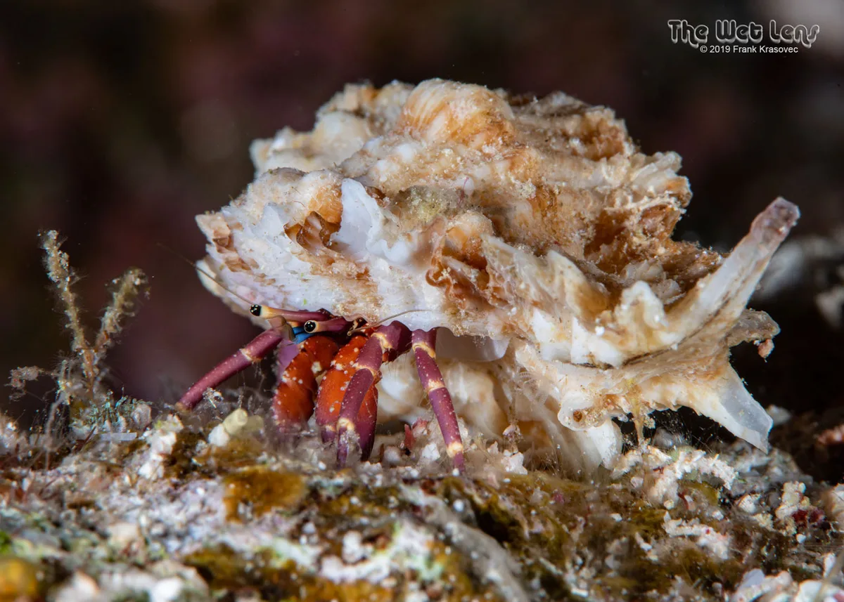 Calcinus rosaceus - Wadi El-Gemal - Hamata