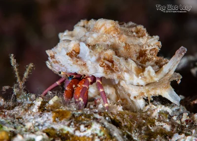 Calcinus rosaceus - Wadi El-Gemal - Hamata