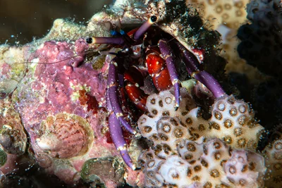 Calcinus rosaceus - Marsa 'Alam, EG-BA, EG