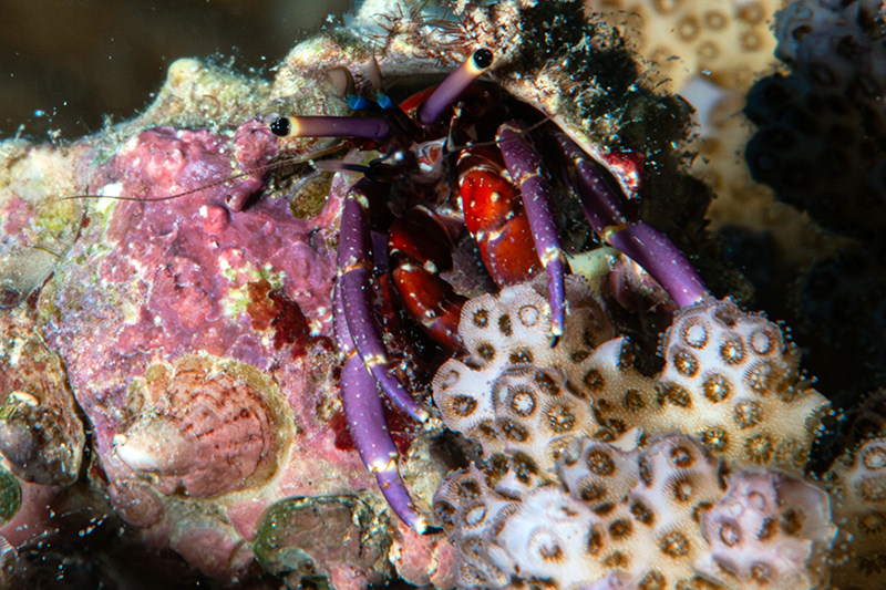 Calcinus rosaceus - Marsa 'Alam, EG-BA, EG