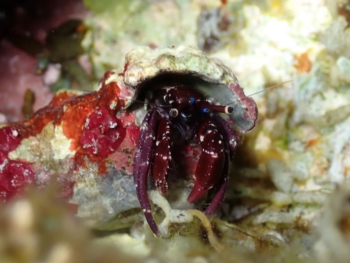Calcinus rosaceus - Sataya, Égypte