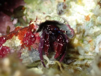 Calcinus rosaceus - Sataya, Égypte