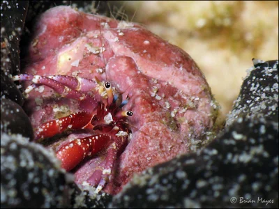 Calcinus rosaceus - Murtafa‘āt al Qurm, Muscat, Oman