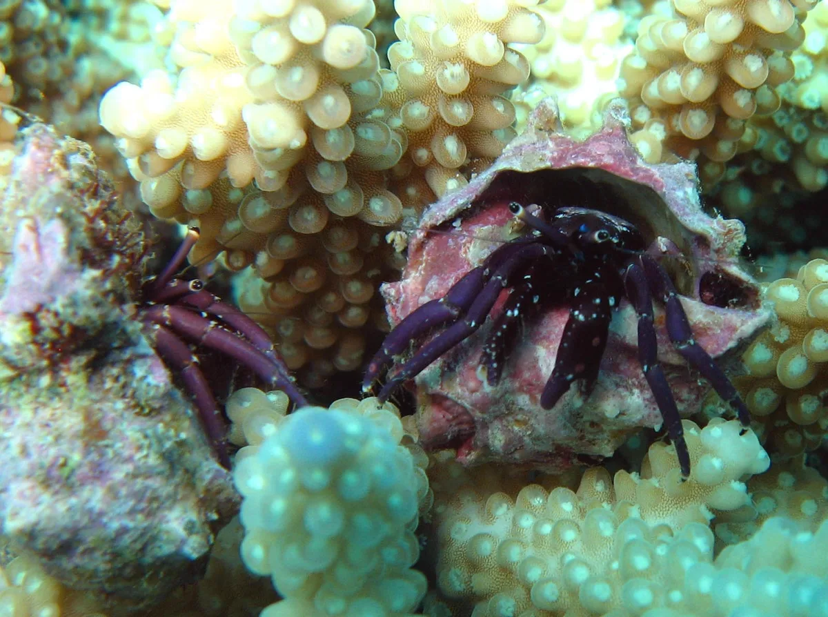Calcinus rosaceus - jardin maore, Mayotte