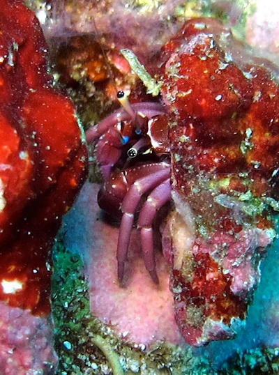 Calcinus rosaceus - Koh Tachai, Thailande