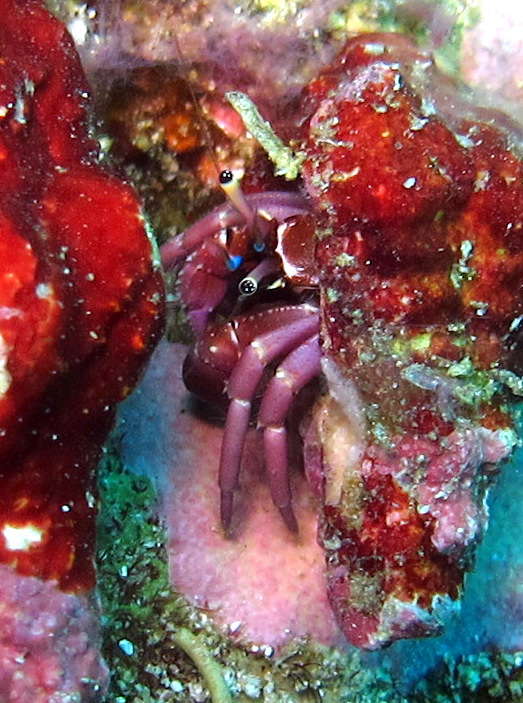 Calcinus rosaceus - Koh Tachai, Thailande