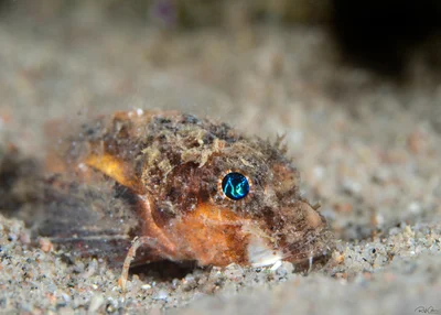 Rough-Head Stingfish