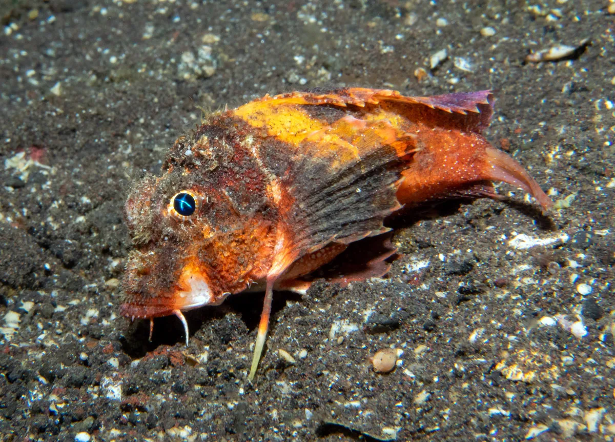 Minous trachycephalus - Sidem, Kubu, Karangasem Regency, Bali, Indonesia