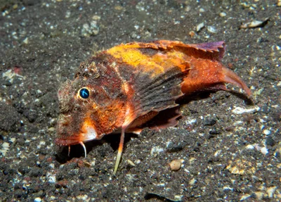 Minous trachycephalus - Sidem, Kubu, Karangasem Regency, Bali, Indonesia