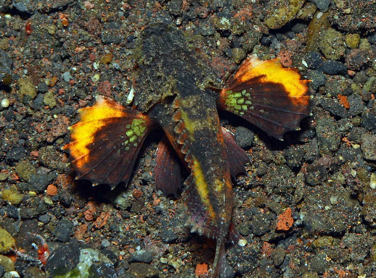 Minous trachycephalus - Pura Segara, near Tulamben, Kubu, Karangasem Regency, Bali, Indonesia