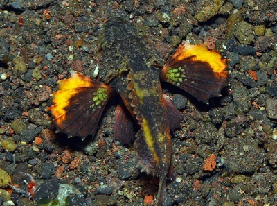 Minous trachycephalus - Pura Segara, near Tulamben, Kubu, Karangasem Regency, Bali, Indonesia