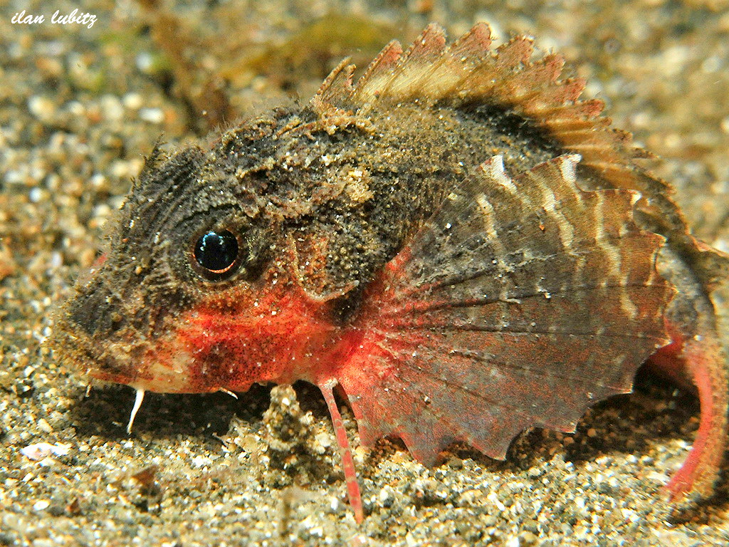 Minous trachycephalus Painted Stingfish ILN_1904