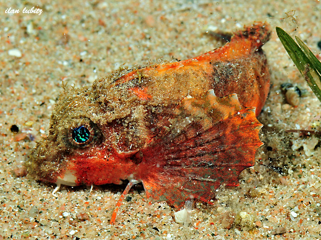 Minous trachycephalus Painted Stingfish DSC_1675