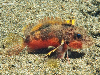 Minous trachycephalus Painted Stingfish ILN_2284