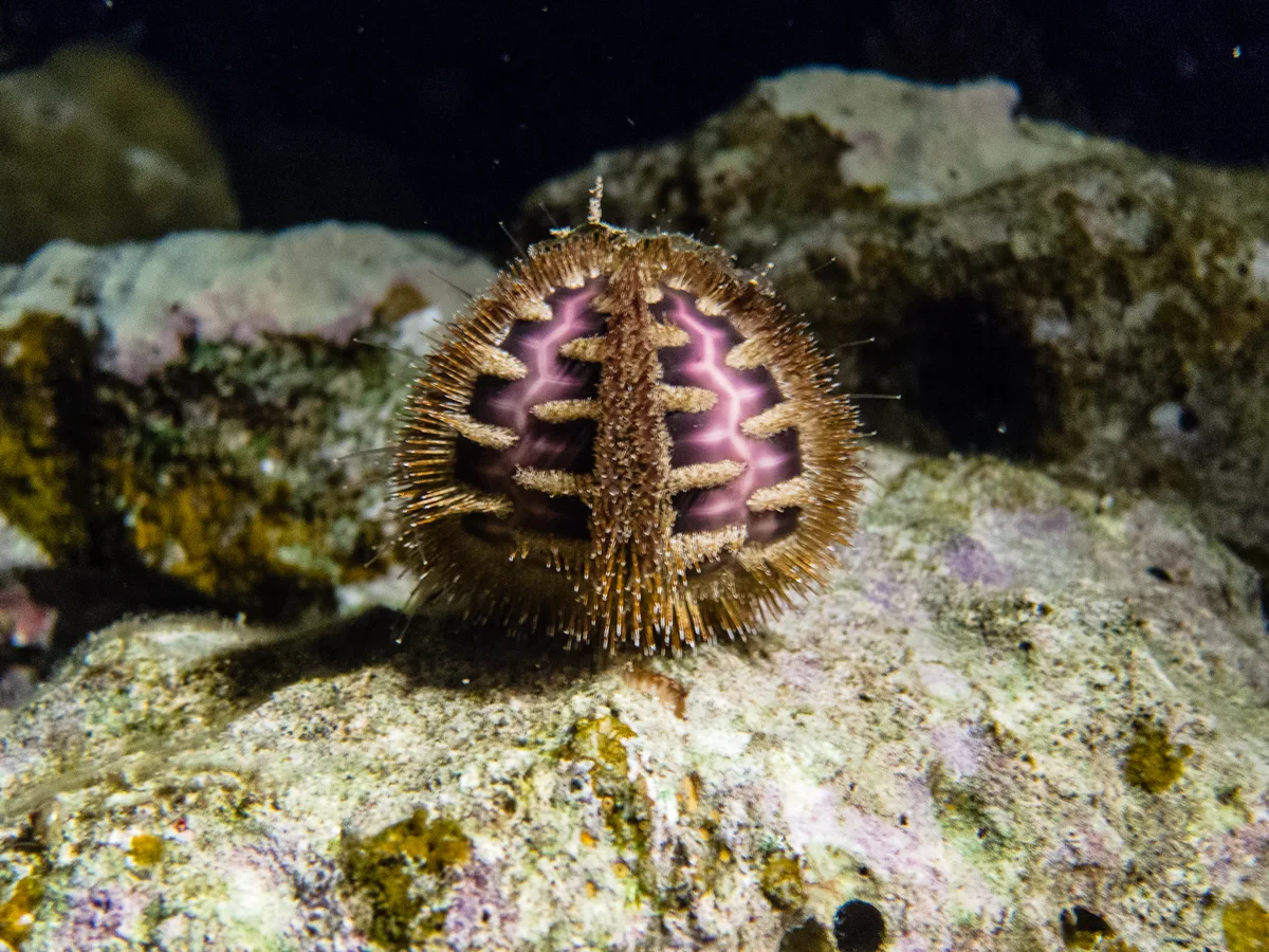 Rousseaui Seaurchin