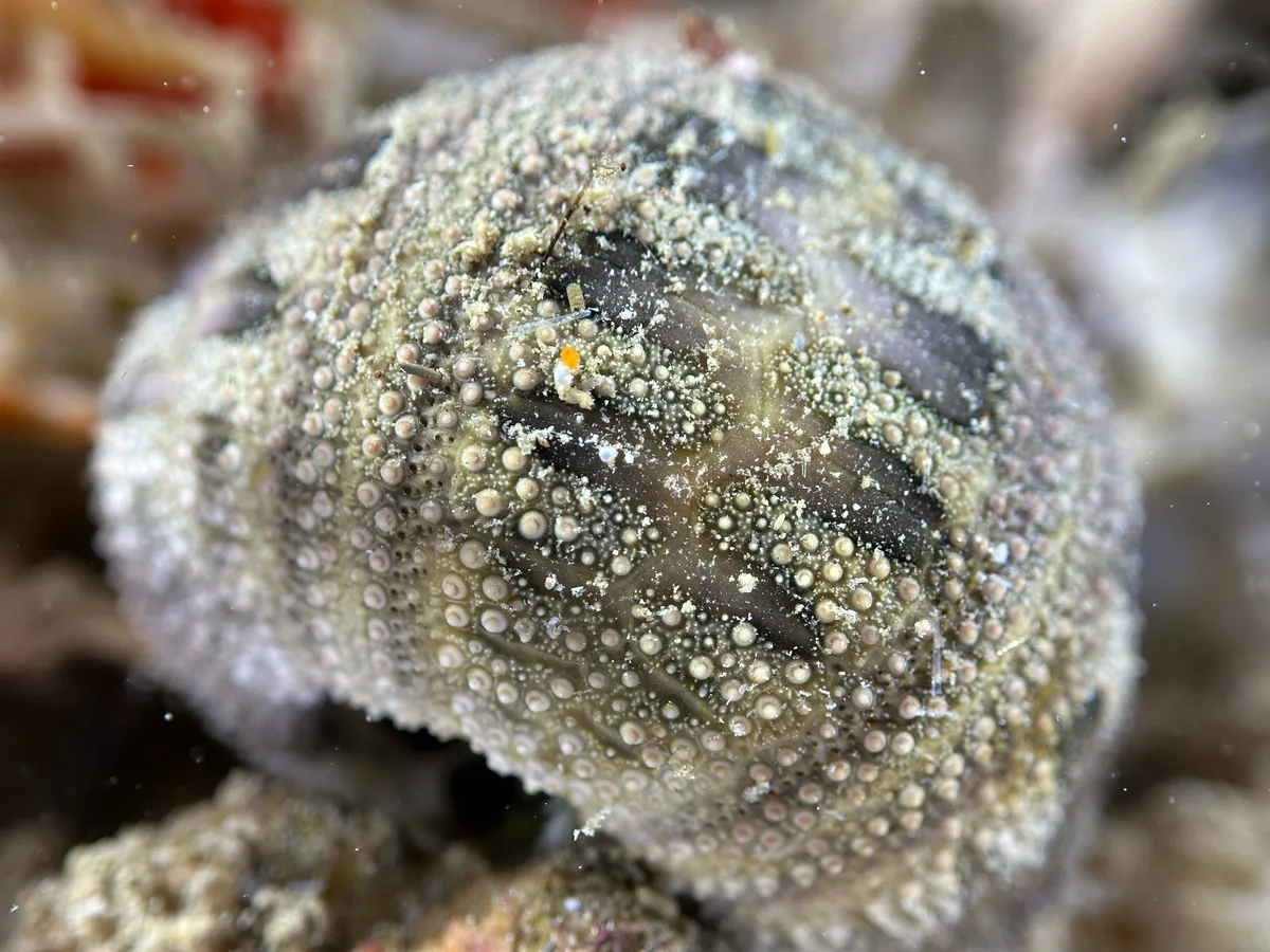 Rousseaui Seaurchin (dead)