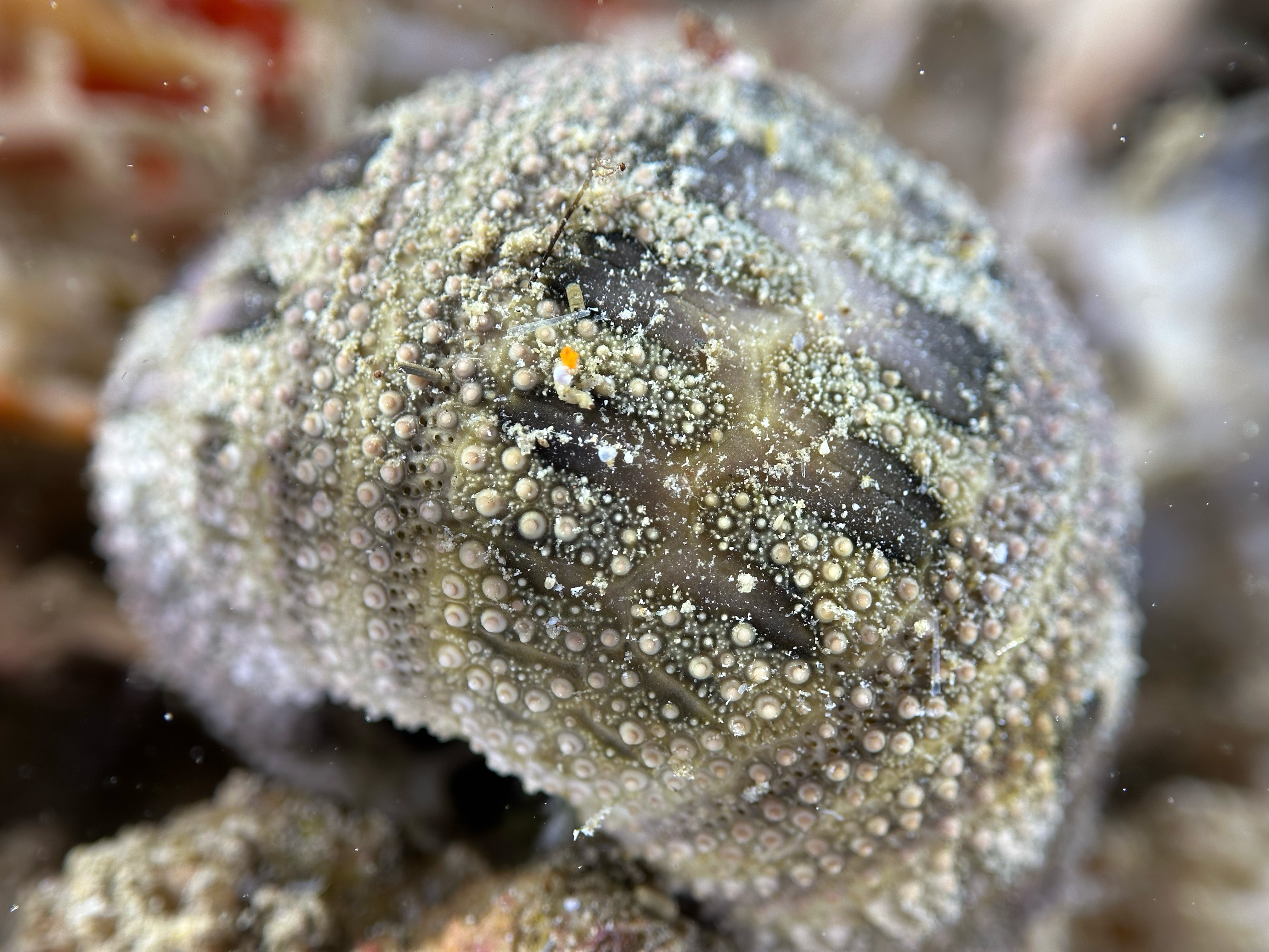 Rousseaui Seaurchin (dead)