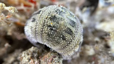 Rousseaui Seaurchin (dead)