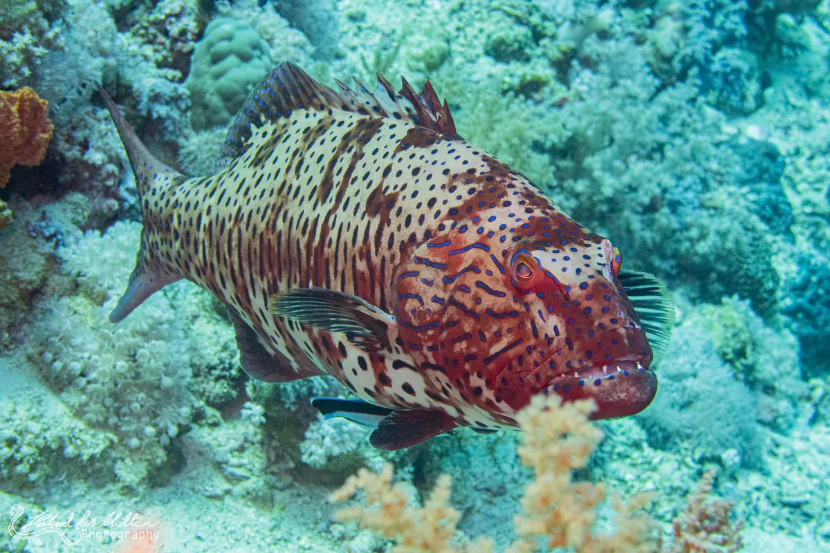 Plectropomus marisrubri (Leopard Grouper)