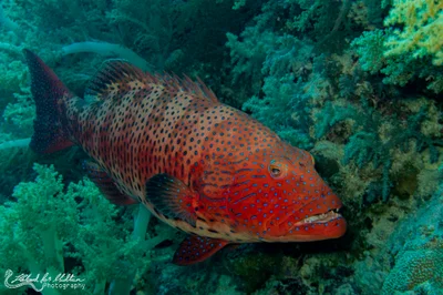 Plectropomus marisrubri (Leopard Grouper)