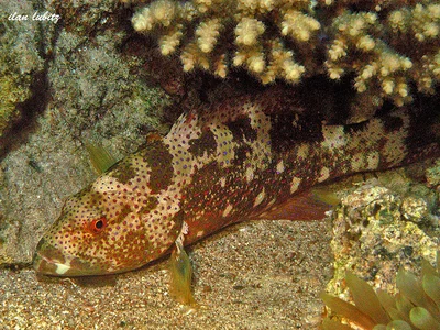 Plectropomus pessuliferus marisrubri DSC_0208