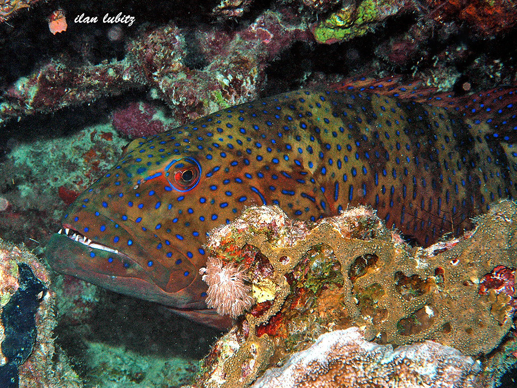 Plectropomus pessuliferus marisrubri DSC_0030