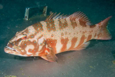 Plectropomus maculatus - "HMAS Tobruk, Australia"