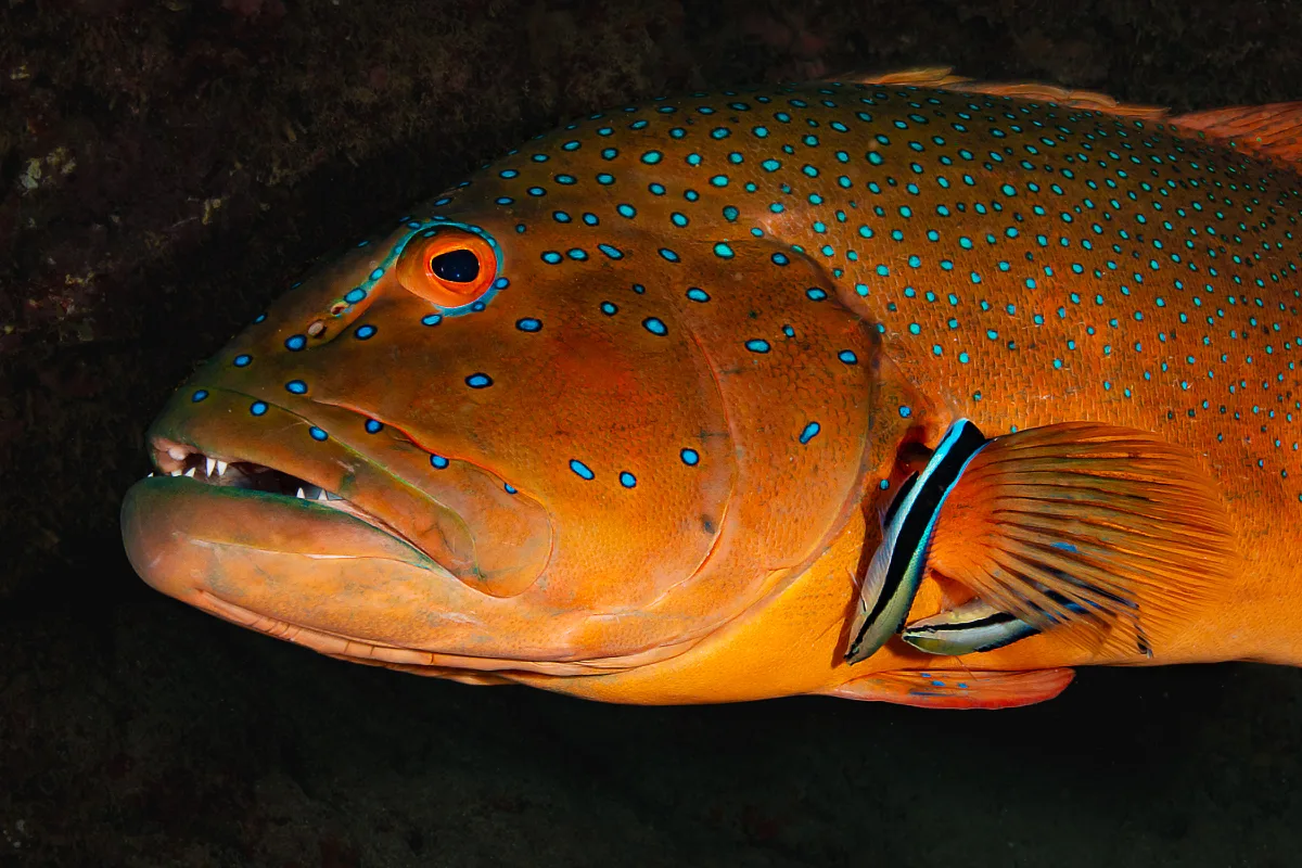 Plectropomus maculatus - LHB, Exmouth, Ningaloo WA