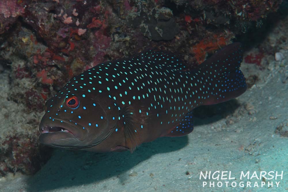 Plectropomus maculatus - Kawthoung, MM-TN, MM