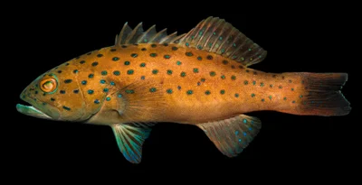 Plectropomus maculatus - Northern Territory, AU