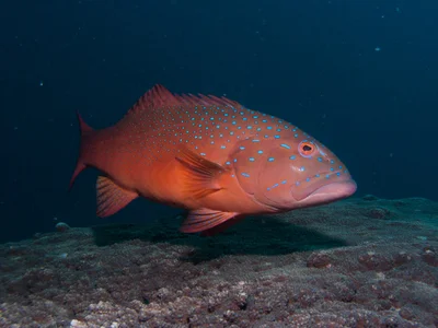 Plectropomus maculatus - Exmouth, LHB, WA, Australia