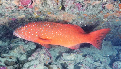 Plectropomus maculatus - Queensland 4805, Australia