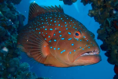Plectropomus maculatus - ex-HMAS Tobruk wreck site, Fraser region, QLD Australia