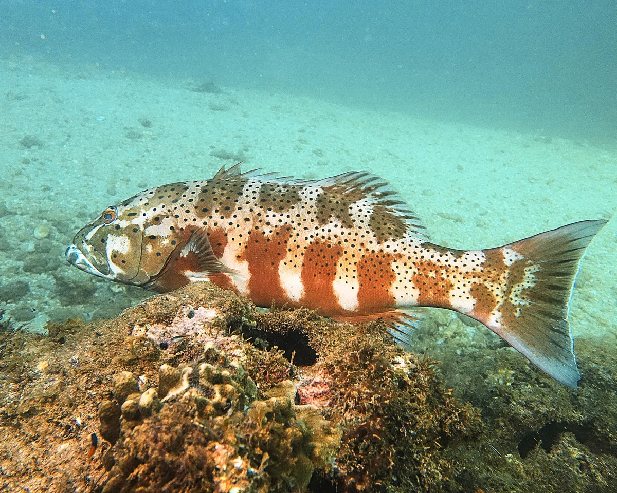 Plectropomus maculatus - Exmouth, WA, Australia