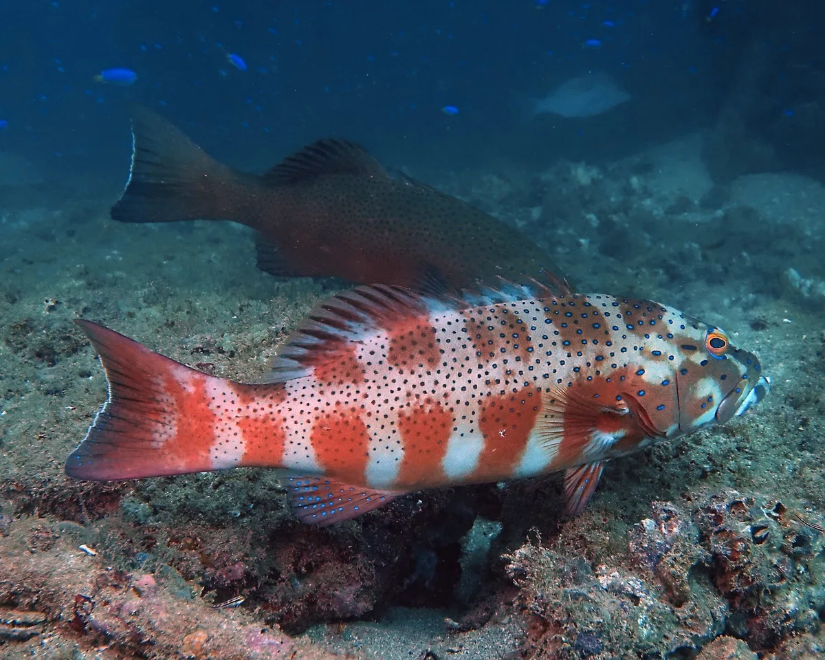Plectropomus maculatus - Exmouth, WA, Australia