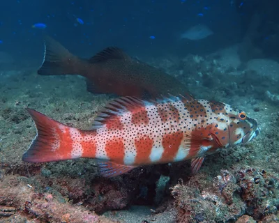 Plectropomus maculatus - Exmouth, WA, Australia