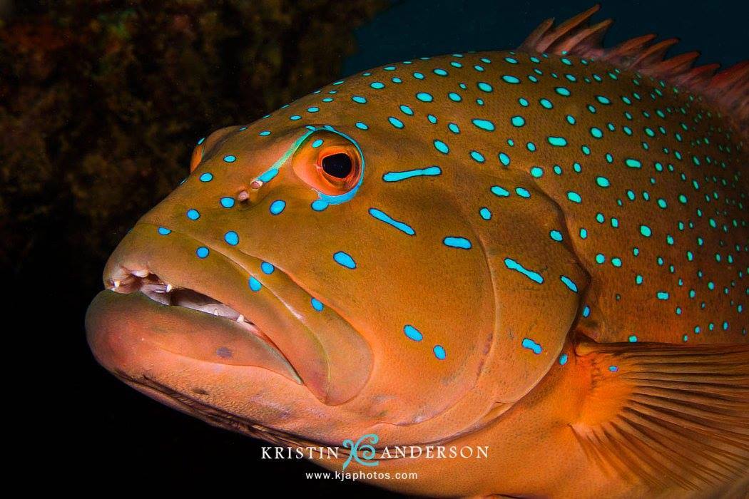 Plectropomus maculatus - Exmouth, WA, Australia