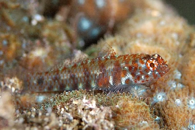 Rubble Dwarfgoby