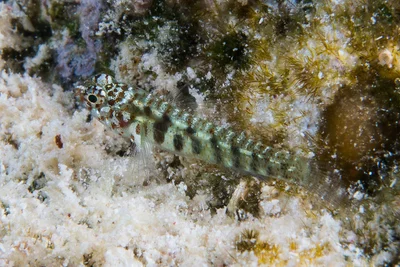 Green bubble goby - Eviota prasina