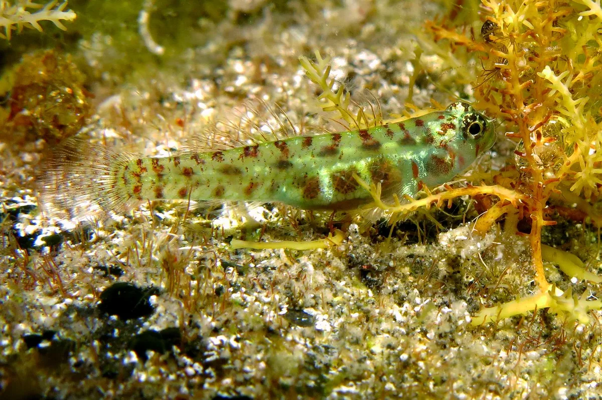 Eviota prasina (female)