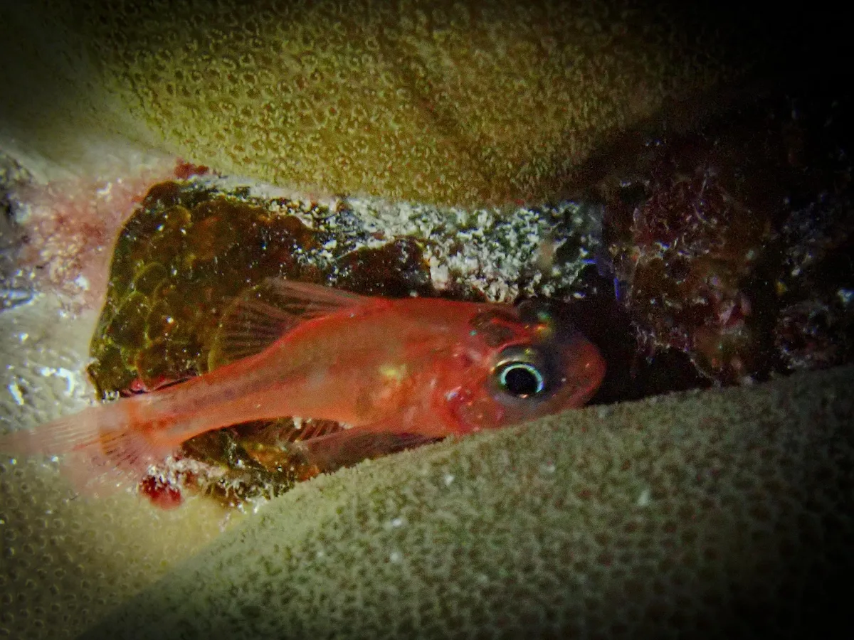 Apogon coccineus - Laamu Atoll, Maldives